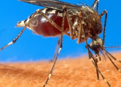 zanzara dengue