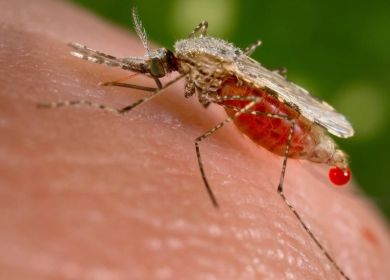 zanzara malaria