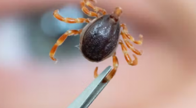 Salute, gli scienziati lanciano l'allarme dopo avere scoperto un virus completamente nuovo e pericoloso