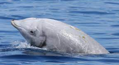Avvistato cetaceo dal becco di Cuvier al largo della costa siracusana