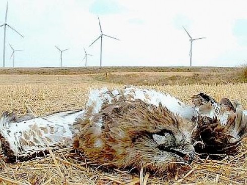 Rapace ucciso dalle mega torri eoliche
Rapace ucciso dalle mega torri eoliche