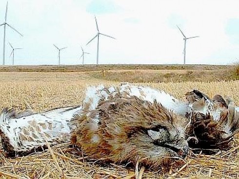 Rapace ucciso dalle mega torri eoliche 
