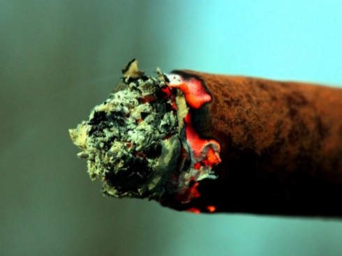 cannabis cannabis