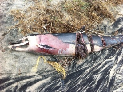 delfino  ucciso dall'elica