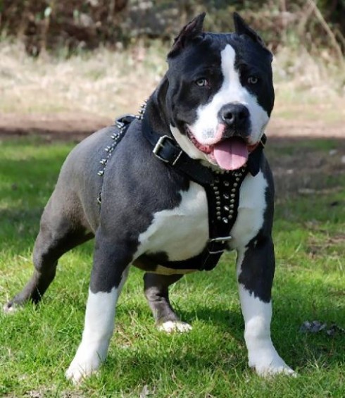 pitbull pitbull