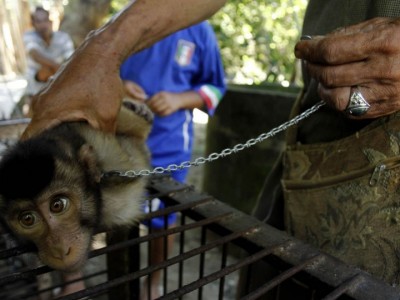 scimmia macachi