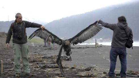 uccello marino morto uccello marino morto