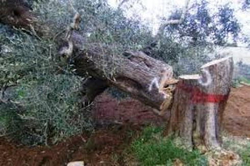 xylella xylella