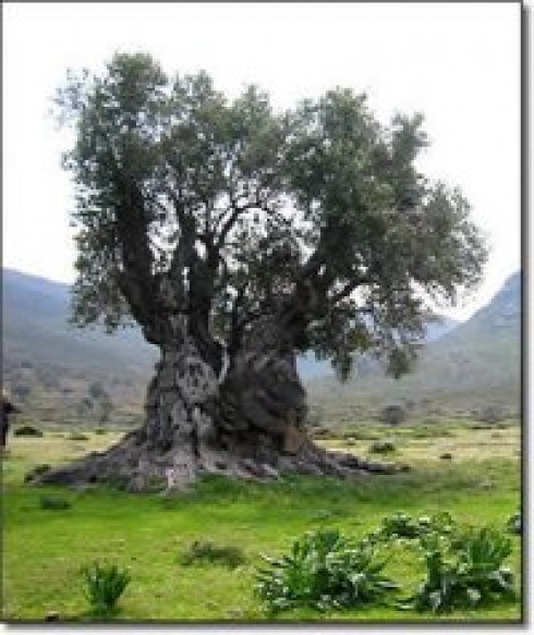 ulivo ulivo