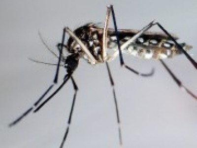zanzara responsabile malattia dengue