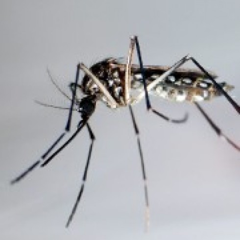 zanzara responsabile malattia dengue zanzara responsabile malattia dengue