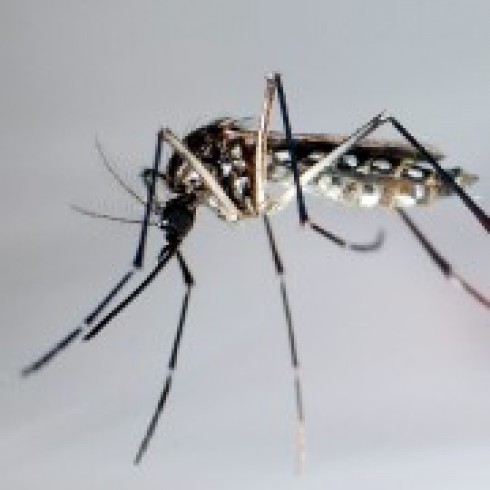 zanzara responsabile malattia dengue