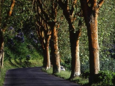 alberi a margine strada