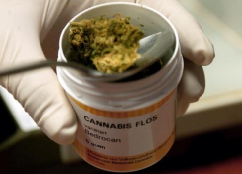 cannabis cannabis