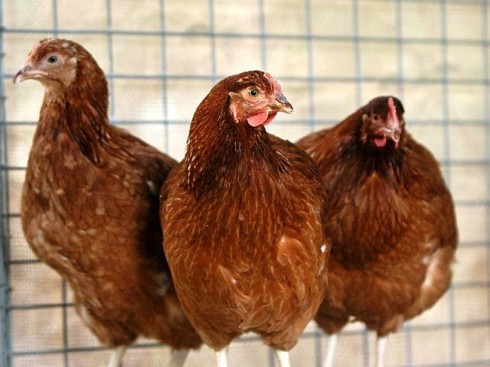 galline galline