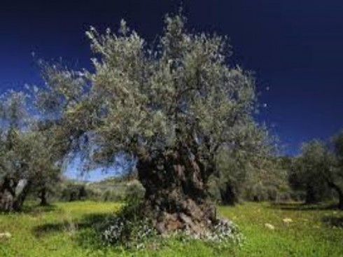 olivo olivo