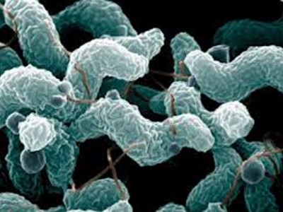 Campylobacter