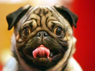 carlino