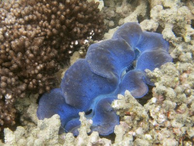 corallo australiano