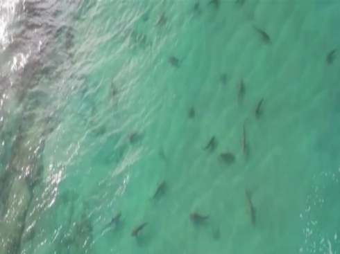 Ambiente. Invasione di squali al largo delle coste israeliane