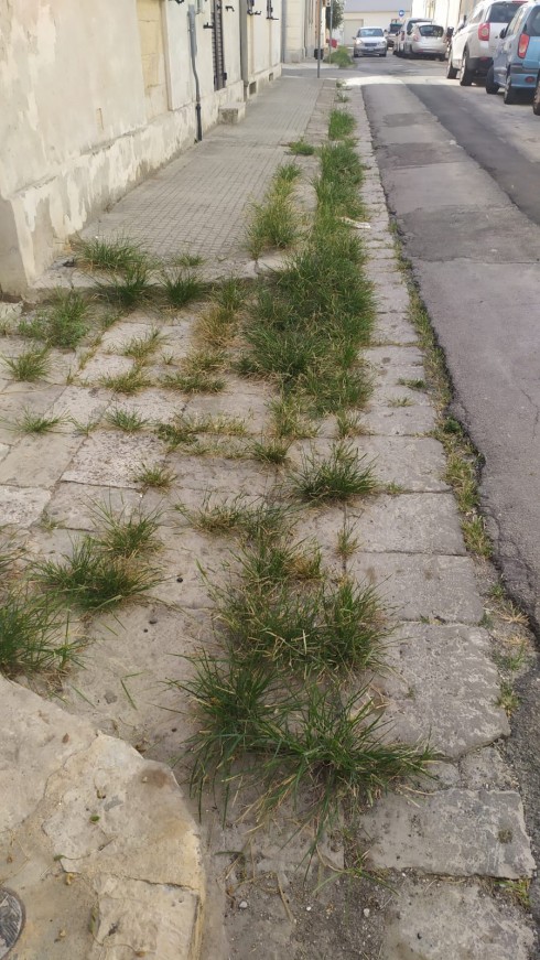 La periferia della città di Lecce invasa dalle erbacce. 