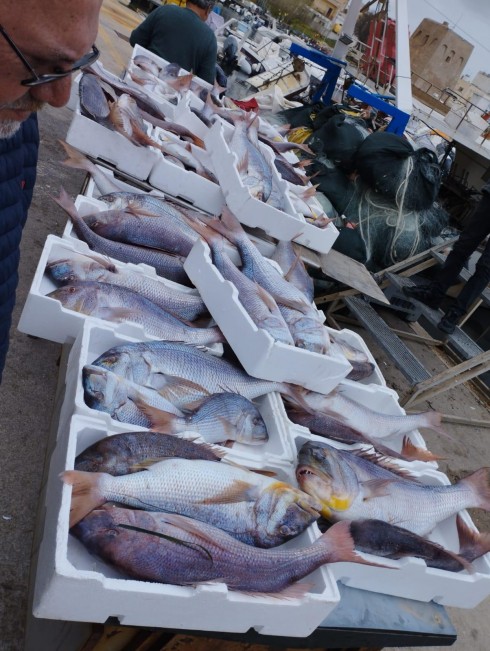 Strage di dentici nel Basso Adriatico. Le immagini da San Foca Marina di Melendugno Lecce