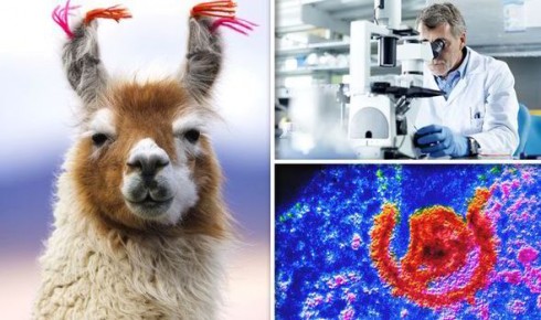 lama lama