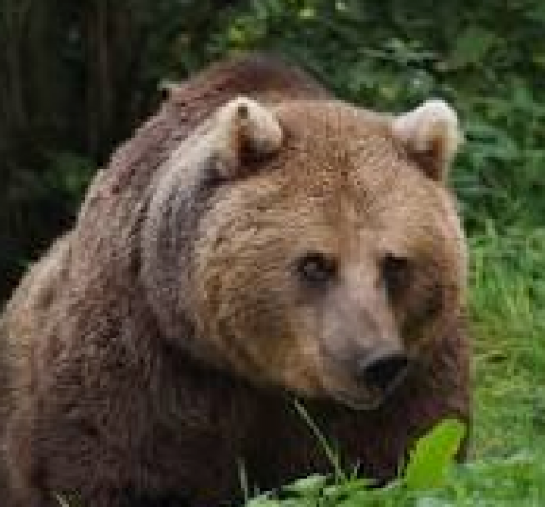 Orso nel bosco in Slovenia morde alla gamba un uomo