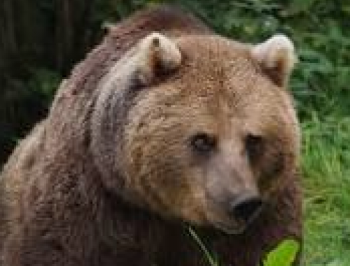 Orrore: un orso strappa la testa a un pensionato mentre raccoglie funghi