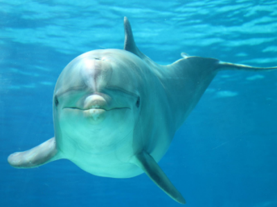 Morta Pelè, la delfina più longeva d'Italia e d'Europa