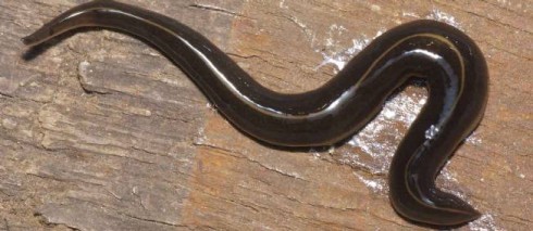 Platydemus Manokwari Platydemus Manokwari
