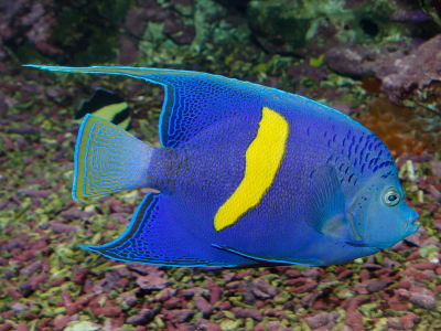 Specie aliene del mare: nel sud del Mare Egeo avvistato per la prima volta un pesce dell'Oceano Indiano