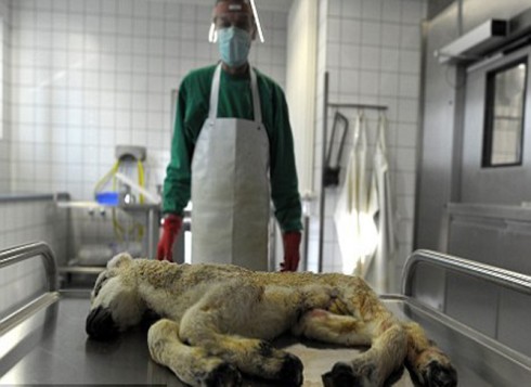 agnello colpito dallo Schmallenberg virus agnello colpito dallo Schmallenberg virus