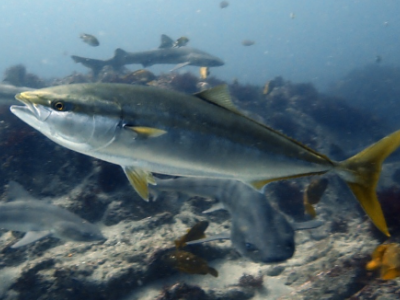Specie aliene del mare, a Nard&ograve; nel Mar Ionio pescato per la prima volta un esemplare di ricciola giapponese (Seriola quinqueradiata)