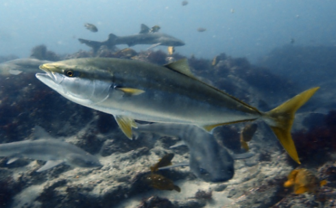 Specie aliene del mare, a Nard&ograve; nel Mar Ionio pescato per la prima volta un esemplare di ricciola giapponese (Seriola quinqueradiata)