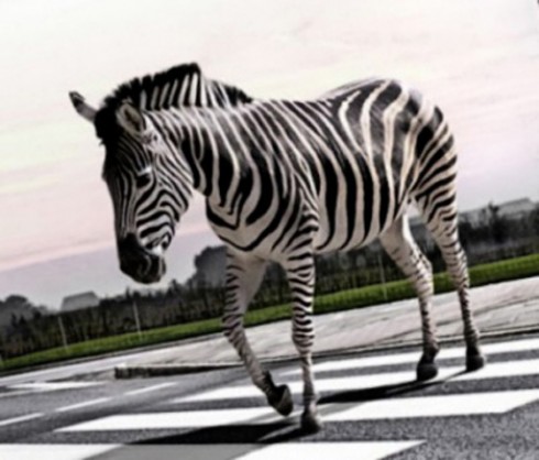zebra zebra
