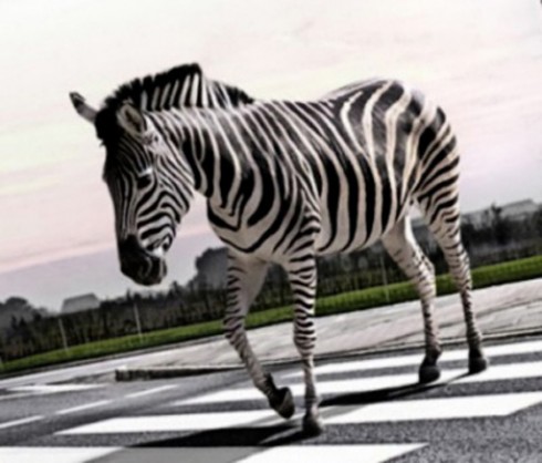 zebra