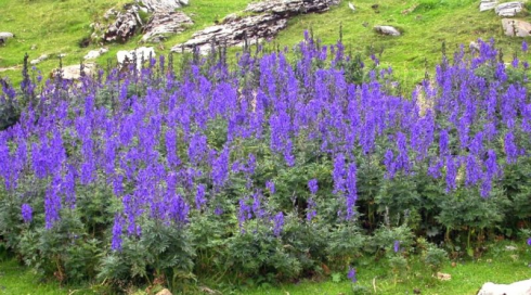 Rischiare di morire avvelenati per un fiore: bimba pianta un fiore letale nell'orto della scuola elementare