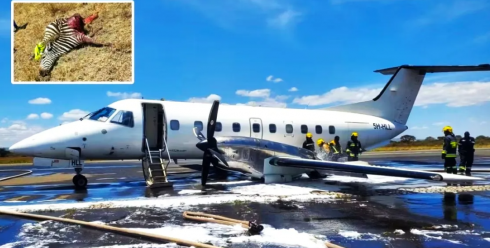 Incidente aereo in Tanzania: velivolo Sindbard Air impatta contro una zebra e compie un atterraggio di emergenza a Kilimanjaro