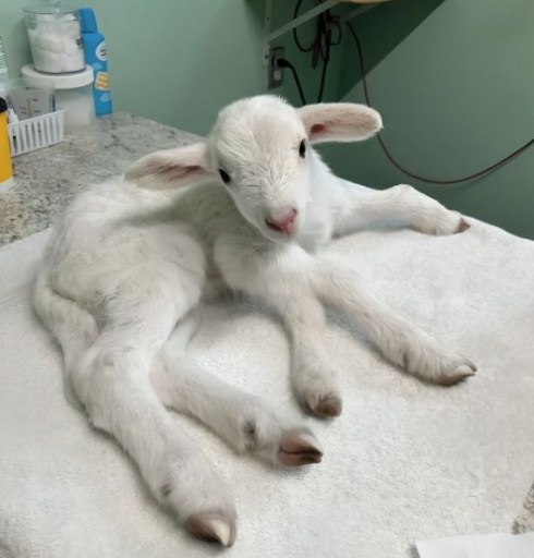 Pasqua davvero speciale per un agnello nato con cinque zampe pochi giorni prima della festa