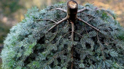 albero di natale albero di natale