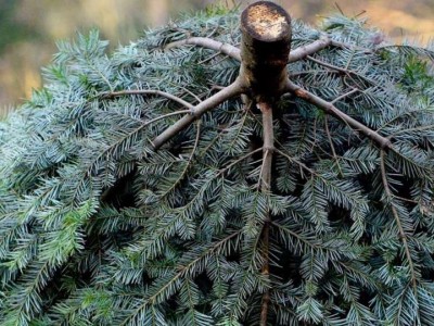 albero di natale