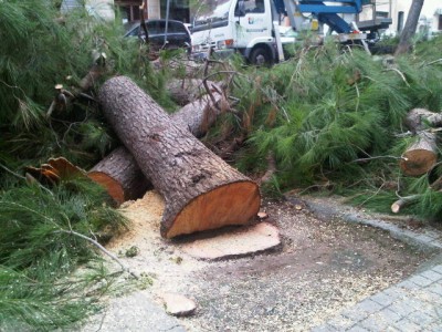 alberi di pino tagliati