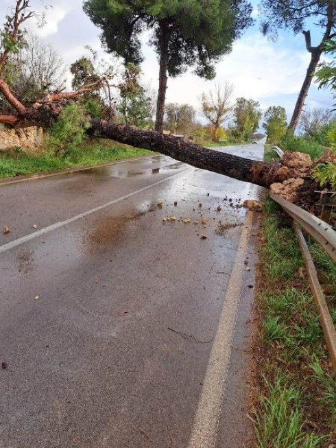 Ondata di maltempo nel Salento. Alberi abbattuti dal vento, tronchi sulle strade e traffico bloccato in alcuni punti