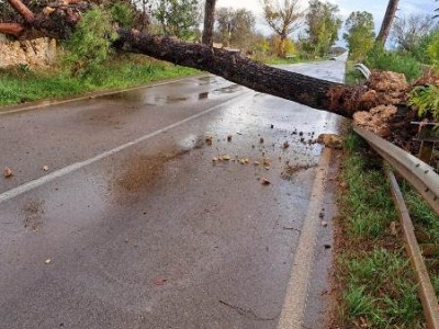 Ondata di maltempo nel Salento. Alberi abbattuti dal vento, tronchi sulle strade e traffico bloccato in alcuni punti