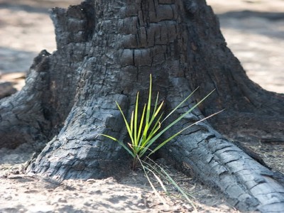 vicino ad un albero carbonizzato rinasce la vita