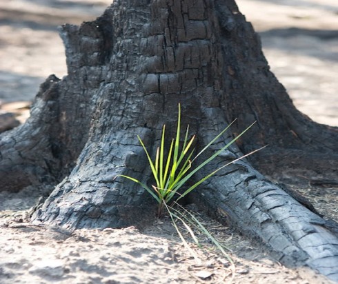 vicino ad un albero carbonizzato rinasce la vita vicino ad un albero carbonizzato rinasce la vita