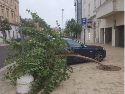 albero via leuca