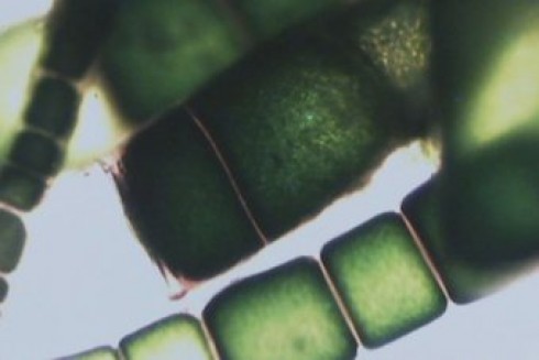 alga alga
