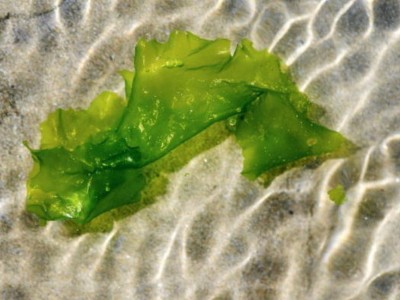 alghe